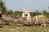 CORGI PEMBROKE 165